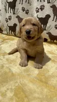 AKC Dark Purple collar Girl, a female Golden Retriever for sale in Vilas, NC – 3 of 5
