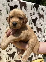 AKC Yellow collar Boy, a male Golden Retriever for sale in Vilas, NC – 4 of 5