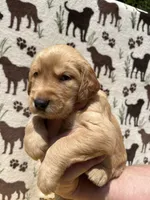 AKC Dark Purple collar Girl, a female Golden Retriever for sale in Vilas, NC – 4 of 5