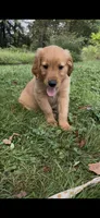 AKC Blue Collar Boy, a male Golden Retriever for sale in Vilas, NC – 2 of 6