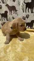 AKC Yellow collar Boy, a male Golden Retriever for sale in Vilas, NC – 2 of 5