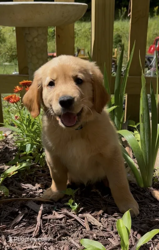 AKC Light Blue Collar Girl – Golden Retriever puppy for sale in Vilas, NC
