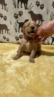 Golden Retriever AKC Red Collar Boy, a male Golden Retriever for sale in Vilas, NC – 2 of 3