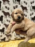 AKC Light Blue Collar Girl, a female Golden Retriever for sale in Vilas, NC – 5 of 5