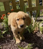AKC Dark Purple collar Girl, a female Golden Retriever for sale in Vilas, NC – 2 of 7