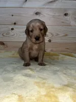 Golden Retriever AKC Red Collar Boy, a male Golden Retriever for sale in Vilas, NC – 3 of 3