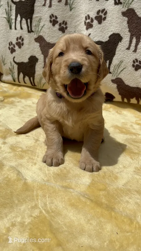 AKC Dark Purple collar Girl – Golden Retriever puppy for sale in Vilas, NC