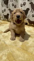 AKC Dark Purple collar Girl, a female Golden Retriever for sale in Vilas, NC – 1 of 5