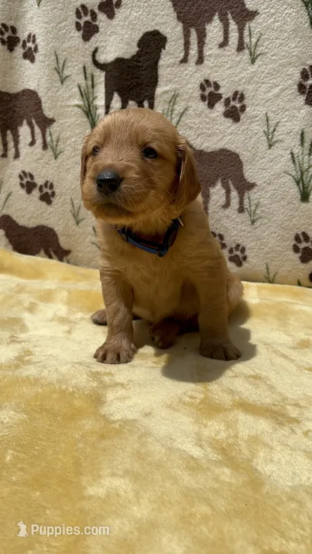 AKC Blue Collar Boy – Golden Retriever puppy for sale in Vilas, NC