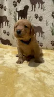 AKC Blue Collar Boy, a male Golden Retriever for sale in Vilas, NC – 1 of 3
