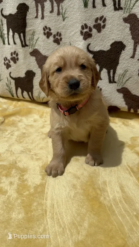 AKC Light Pink collar Girl – Golden Retriever puppy for sale in Vilas, NC