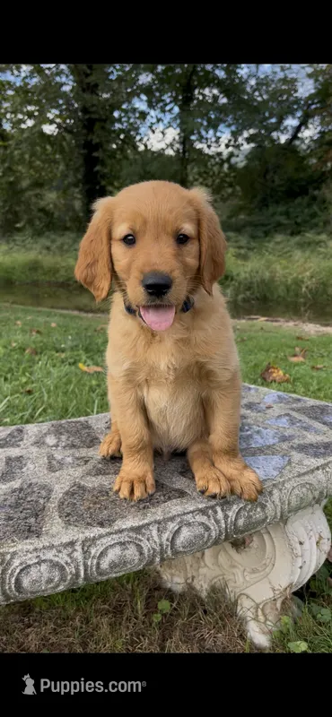 AKC Blue Collar Boy – Golden Retriever puppy for sale in Vilas, NC