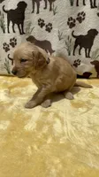 AKC Light Purple collar Girl, a female Golden Retriever for sale in Vilas, NC – 2 of 5
