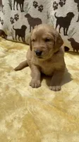 AKC Dark Purple collar Girl, a female Golden Retriever for sale in Vilas, NC – 2 of 5