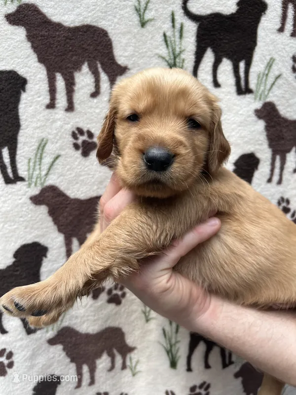 Golden Retriever AKC Red Collar Boy – Golden Retriever puppy for sale in Vilas, NC
