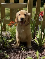 AKC Hot Pink collar Girl, a female Golden Retriever for sale in Vilas, NC – 3 of 7