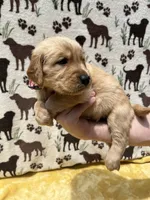 AKC Light Pink collar Girl, a female Golden Retriever for sale in Vilas, NC – 4 of 4