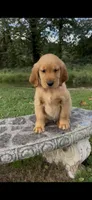 Golden Retriever AKC Red Collar Boy, a male Golden Retriever for sale in Vilas, NC – 3 of 6