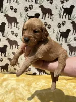 AKC Blue Collar Boy, a male Golden Retriever for sale in Vilas, NC – 2 of 3