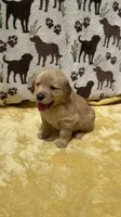 AKC Light Blue Collar Girl, a female Golden Retriever for sale in Vilas, NC – 2 of 5