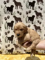 AKC Dark Purple collar Girl, a female Golden Retriever for sale in Vilas, NC – 5 of 5