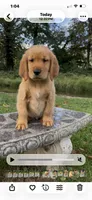 Golden Retriever AKC Red Collar Boy, a male Golden Retriever for sale in Vilas, NC – 2 of 6