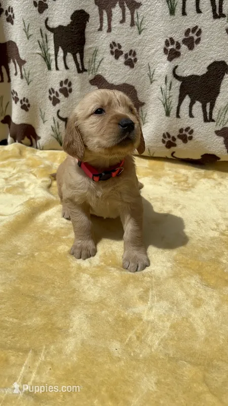 AKC Hot Pink collar Girl – Golden Retriever puppy for sale in Vilas, NC