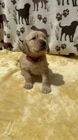 AKC Hot Pink collar Girl, a female Golden Retriever for sale in Vilas, NC – 1 of 4