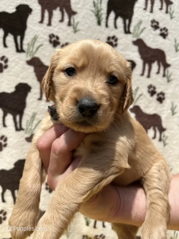 AKC Light Purple collar Girl – Golden Retriever puppy for sale in Vilas, NC