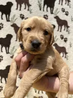 AKC Light Purple collar Girl, a female Golden Retriever for sale in Vilas, NC – 3 of 5