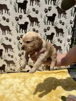 AKC Black collar Boy, a male Golden Retriever for sale in Vilas, NC – 4 of 5