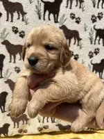 AKC Light Blue Collar Girl, a female Golden Retriever for sale in Vilas, NC – 4 of 5