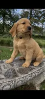 AKC Yellow Collar Boy, a male Golden Retriever for sale in Vilas, NC – 2 of 8