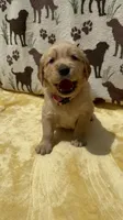AKC Light Pink collar Girl, a female Golden Retriever for sale in Vilas, NC – 2 of 4