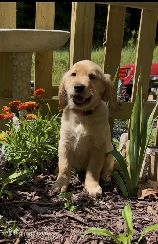 AKC Hot Pink collar Girl – Golden Retriever puppy for sale in Vilas, NC