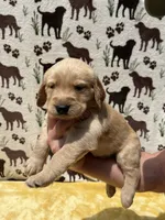 AKC Black collar Boy, a male Golden Retriever for sale in Vilas, NC – 3 of 5