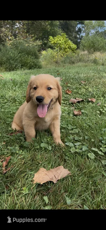 AKC Yellow Collar Boy – Golden Retriever puppy for sale in Vilas, NC