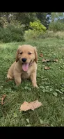 AKC Yellow Collar Boy, a male Golden Retriever for sale in Vilas, NC – 1 of 8