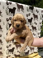 AKC Yellow collar Boy, a male Golden Retriever for sale in Vilas, NC – 5 of 5