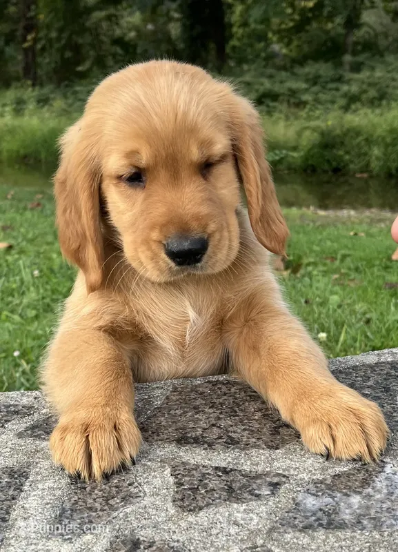 Golden Retriever AKC Red Collar Boy – Golden Retriever puppy for sale in Vilas, NC