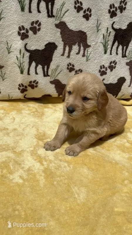 AKC Light Blue Collar Girl – Golden Retriever puppy for sale in Vilas, NC