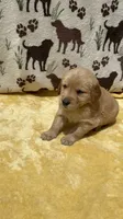 AKC Light Blue Collar Girl, a female Golden Retriever for sale in Vilas, NC – 1 of 5