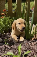 AKC Hot Pink collar Girl, a female Golden Retriever for sale in Vilas, NC – 2 of 7
