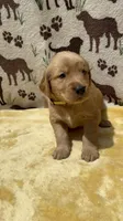 AKC Yellow collar Boy, a male Golden Retriever for sale in Vilas, NC – 3 of 5