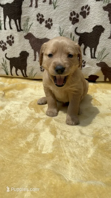AKC Light Purple collar Girl – Golden Retriever puppy for sale in Vilas, NC