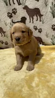 AKC Yellow collar Boy, a male Golden Retriever for sale in Vilas, NC – 1 of 5