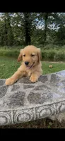AKC Yellow Collar Boy, a male Golden Retriever for sale in Vilas, NC – 3 of 8