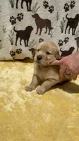 AKC Light Blue Collar Girl, a female Golden Retriever for sale in Vilas, NC – 3 of 5