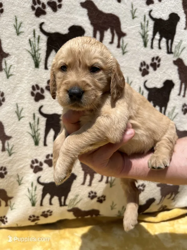 AKC Hot Pink collar Girl – Golden Retriever puppy for sale in Vilas, NC