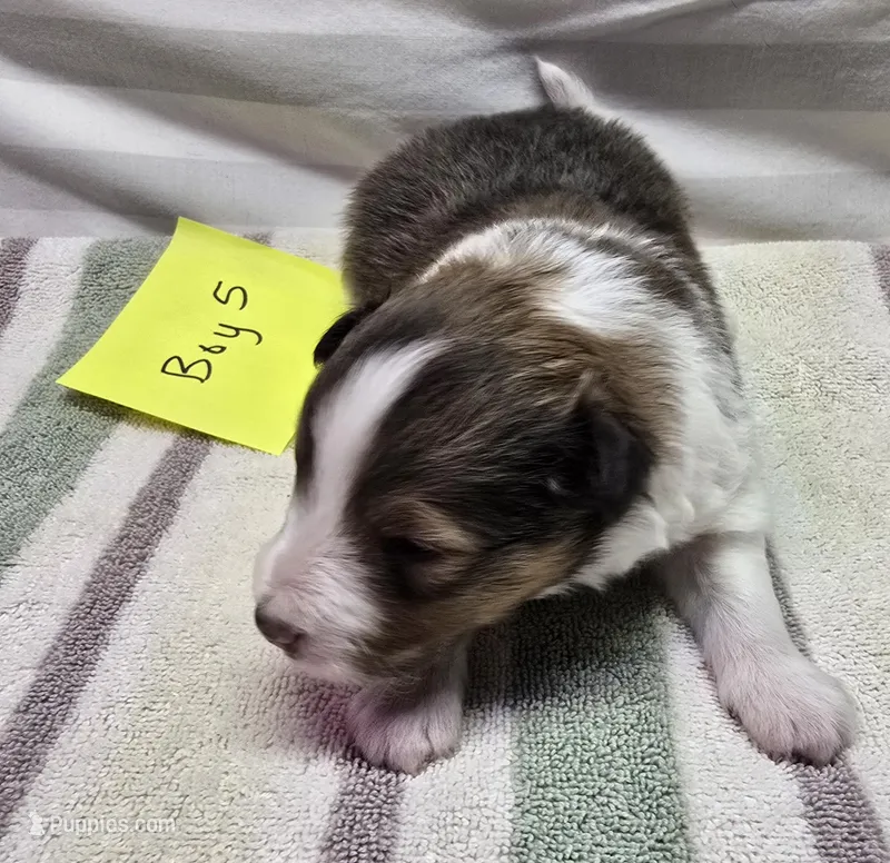 Trixie 5 – Shetland Sheepdog puppy for sale in Caldwell, TX